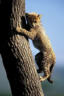 Grip: Kenya, Masai Mara Game Reserve. Cheetah