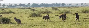Pursue: Kenya, Masai-Mara game reserve, cheetah (Acinonyx