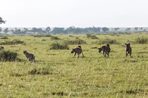 Pursue: Kenya, Masai-Mara game reserve, cheetah (Acinonyx