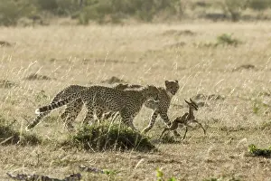 Pursue: Kenya, Masai-Mara game reserve, cheetah (Acinonyx