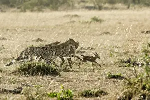 Pursue: Kenya, Masai-Mara game reserve, cheetah (Acinonyx