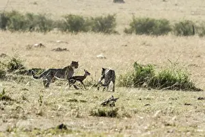 Thomsonii: Kenya, Masai-Mara game reserve, cheetah (Acinonyx