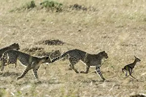 Pursue: Kenya, Masai-Mara game reserve, cheetah (Acinonyx