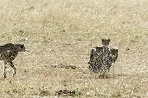 Pursue: Kenya, Masai-Mara game reserve, cheetah (Acinonyx