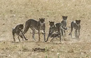 Pursue: Kenya, Masai-Mara game reserve, cheetah (Acinonyx