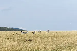 Pursue: Kenya, Masai-Mara game reserve, cheetah (Acinonyx