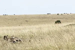 Pursue: Kenya, Masai-Mara game reserve, cheetah (Acinonyx