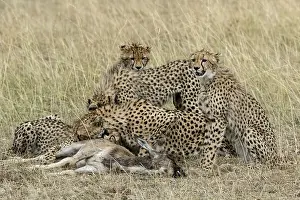 Albojubatus: Kenya, Masai-Mara game reserve, cheetah (Acinonyx