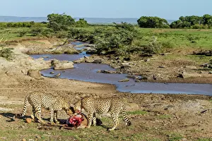 Corpse: Kenya, Masai-Mara game reserve, cheetah (Acinonyx