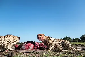 Connective: Kenya, Masai-Mara game reserve, cheetah (Acinonyx