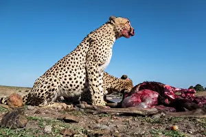Connective: Kenya, Masai-Mara game reserve, cheetah (Acinonyx