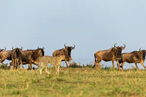 Albojubatus: Kenya, Masai-Mara game reserve, cheetah (Acinonyx