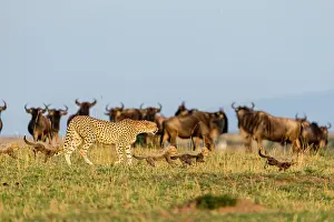 Albojubatus: Kenya, Masai-Mara game reserve, cheetah (Acinonyx