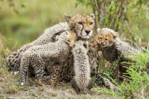 Liquid: Kenya, Masai-Mara game reserve, cheetah (Acinonyx