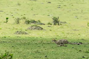 Pursue: Kenya, Masai-Mara game reserve, cheetah (Acinonyx