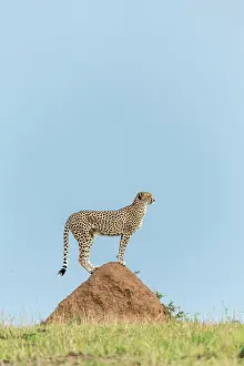 Generic: Kenya, Masai-Mara game reserve, cheetah (Acinonyx