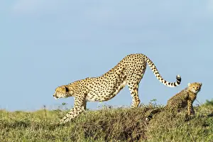 Yoga: Kenya, Masai-Mara game reserve, cheetah (Acinonyx