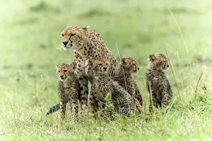 Liquid: Kenya, Masai-Mara game reserve, cheetah (Acinonyx