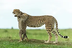 Wheedle: Kenya, Masai-Mara game reserve, cheetah (Acinonyx