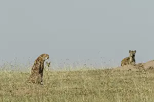 Jackal: Kenya, Masai-Mara game reserve, cheetah (Acinonyx