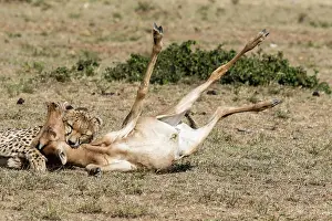 Topi: Kenya, Masai-Mara game reserve, cheetah (Acinonyx