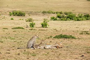 Topi: Kenya, Masai-Mara game reserve, cheetah (Acinonyx