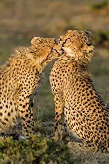 Cleanse: Kenya, Masai-Mara game reserve, cheetah (Acinonyx