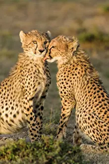 Cleanse: Kenya, Masai-Mara game reserve, cheetah (Acinonyx