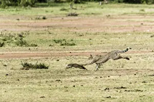 Pursue: Kenya, Masai-Mara game reserve, cheetah (Acinonyx