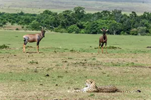Topi: Kenya, Masai-Mara game reserve, cheetah (Acinonyx