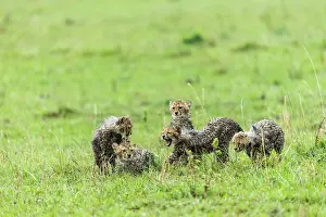 Liquid: Kenya, Masai-Mara game reserve, cheetah (Acinonyx