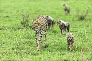 Liquid: Kenya, Masai-Mara game reserve, cheetah (Acinonyx