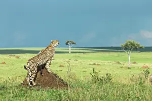 Termite: Kenya, Masai-Mara game reserve, cheetah (Acinonyx