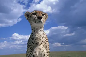 Dreaming: Kenya, Masai Mara Game Reserve, Close-up