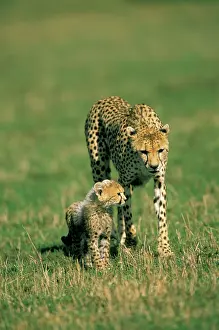 Mama: Kenya, Masai Mara Game Reserve. Female cheetah