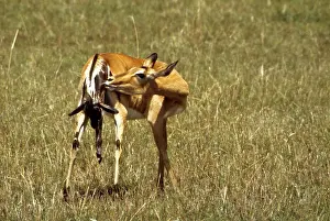 Delivery: Kenya, Masai Mara Game Reserve. Female impala