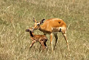 Delivery: Kenya, Masai Mara Game Reserve. Female impala