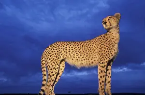 Ready: Kenya, Masai Mara Game Reserve, Flash-lit