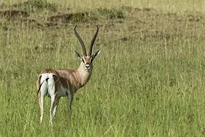 Granti: Kenya, Masai-Mara game reserve, Grant's gazella