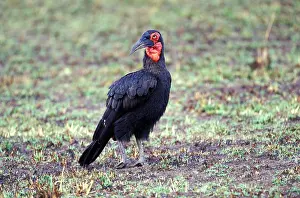 Bucorvus: Kenya, Masai Mara Game Reserve. Ground hornbill