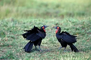 Presenting: Kenya, Masai Mara Game Reserve. Ground Hornbill