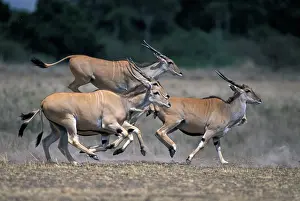 Tragelaphus: Kenya, Masai Mara Game Reserve, Herd of