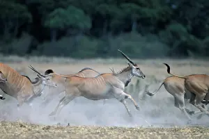 Tragelaphus: Kenya, Masai Mara Game Reserve, Herd of