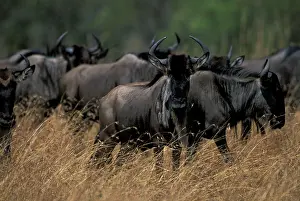 Follow: Kenya, Masai Mara Game Reserve, Herd of