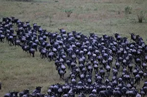Numbers: Kenya, Masai Mara Game Reserve, Huge Wildebeest