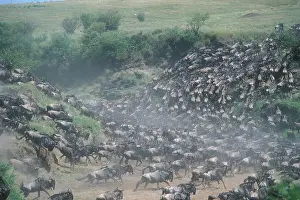 Telek: Kenya, Masai Mara Game Reserve, Huge Wildebeest