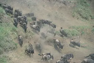 Downhill: Kenya, Masai Mara Game Reserve, Huge Wildebeest