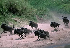 Telek: Kenya, Masai Mara Game Reserve, Huge Wildebeest