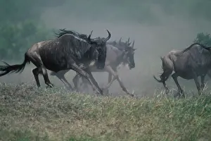 Fittest: Kenya, Masai Mara Game Reserve, Huge Wildebeest