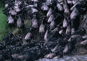 Fittest: Kenya, Masai Mara Game Reserve, Huge Wildebeest